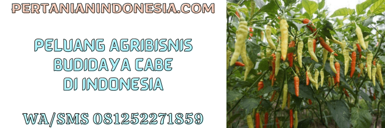 peluang,agribisnis,agrobisnis,budidaya,cabai,pertanian indonesia